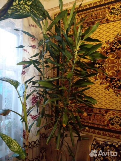 Диффенбахия. Драцена.Монстера альба.Спатифилум вар