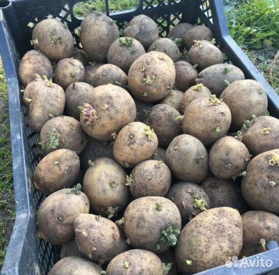Семенной и Едовой Картофель Гидростроитель