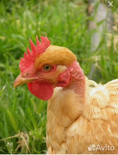 Молодые петухи