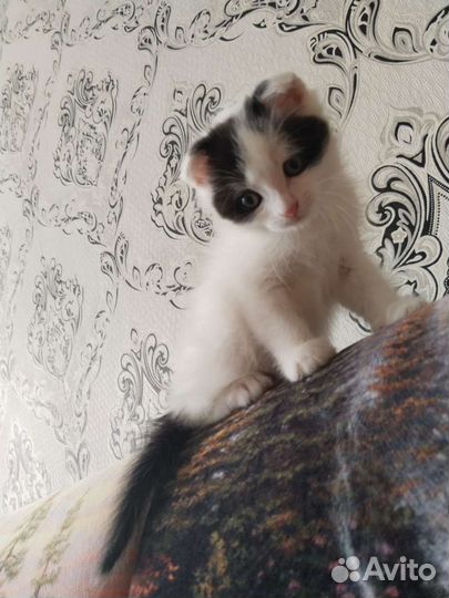 Котенок мальчик