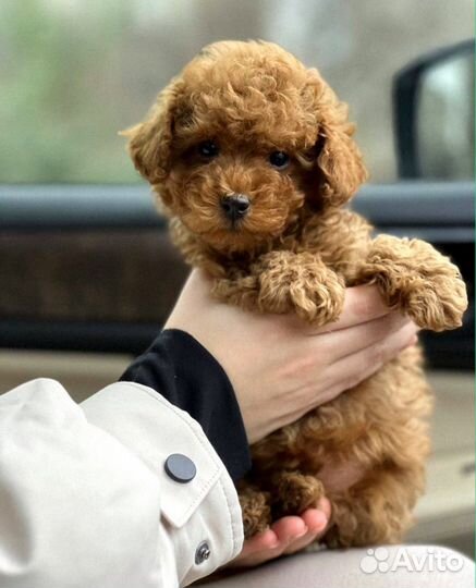 Щенки мальтипу F1