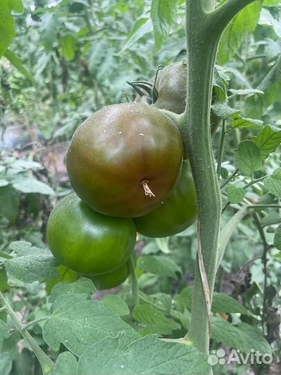 Семена чёрного томата Пандора