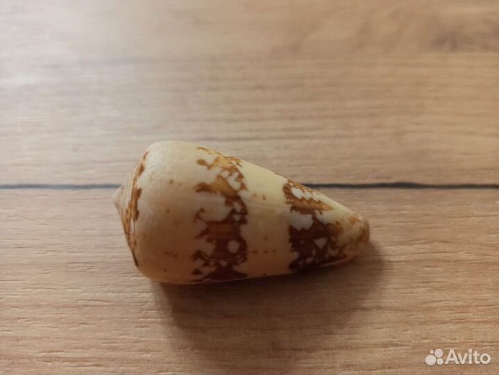 Морская раковина