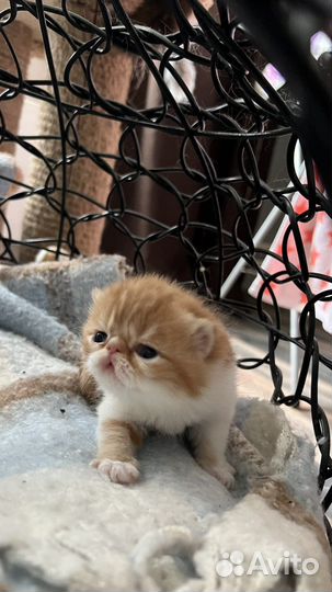 Лежанка на Брони до 2.07.качели для животных