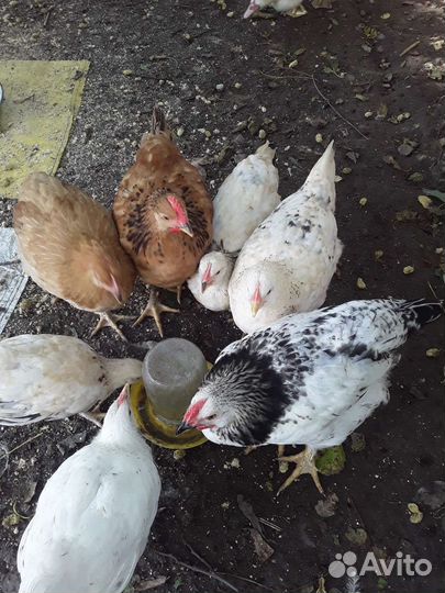 Цыплята