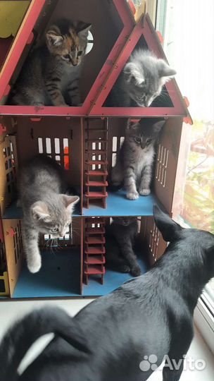 Котята в добрые руки