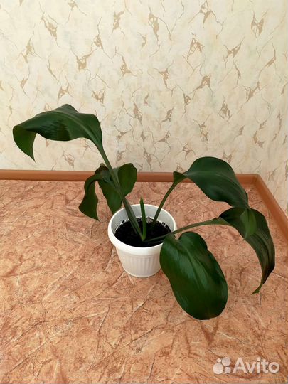Комнатные растения (замиокулькас, эухарис)