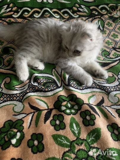 Вислоухие котята