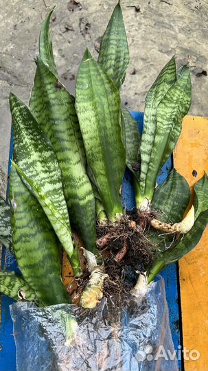 Сансевиерия цветущая