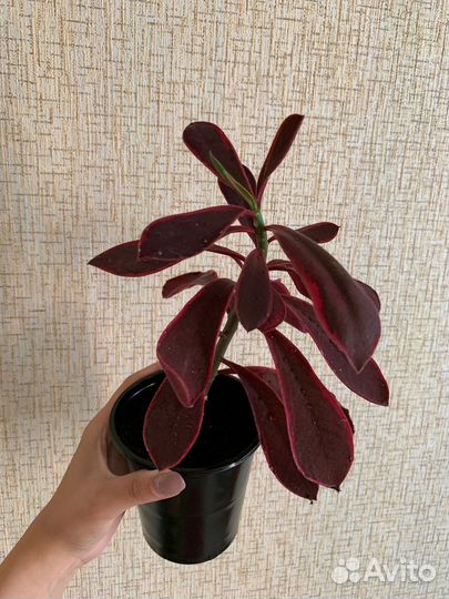 Синадениум Гранта Рубра