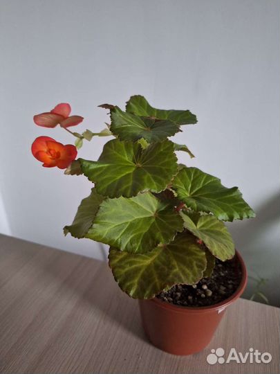 Бегония элатиор