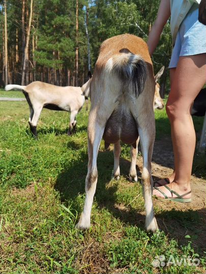 Дойные козы