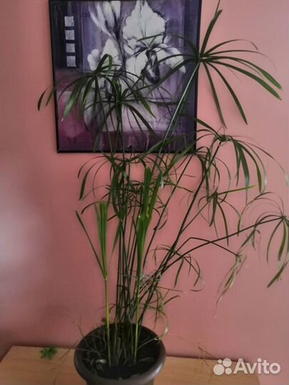 Комнатные цветы