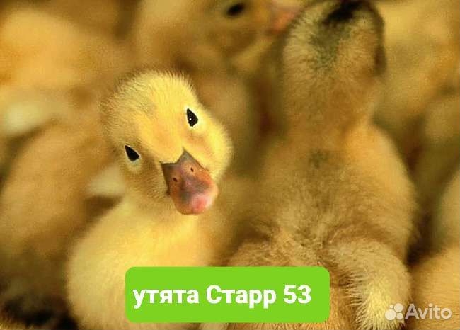 Цыплята,индюшата