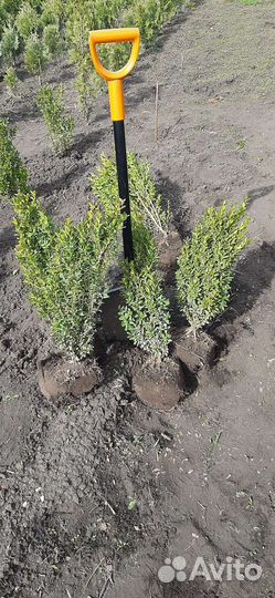 Самшит 20-70см