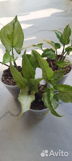 Сингониум т25, т03 компакта, нгуема лайма вар