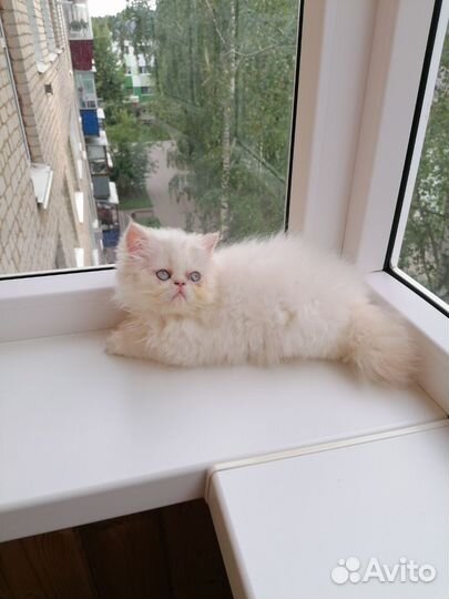 Экзотический котенок