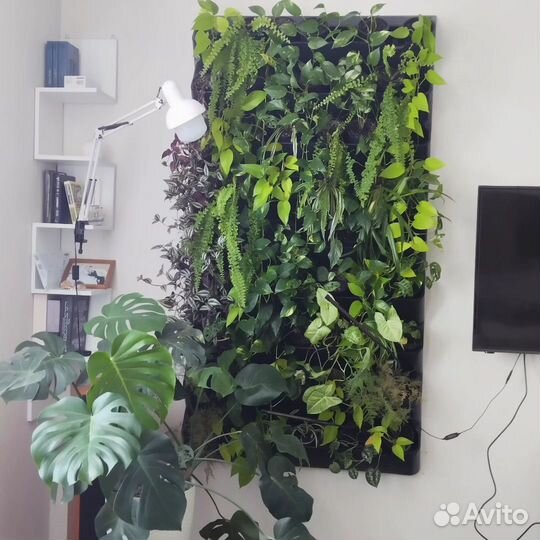 Фитостена живая