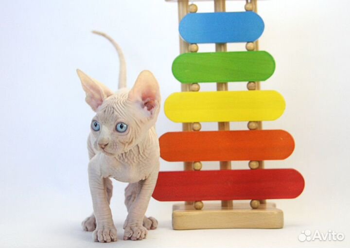 Лучше Сфинкса нет породы - это сам сюрприз Природы