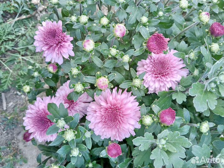 Флокс Лилейник Хризантема Лилия Хоста Гайлардия