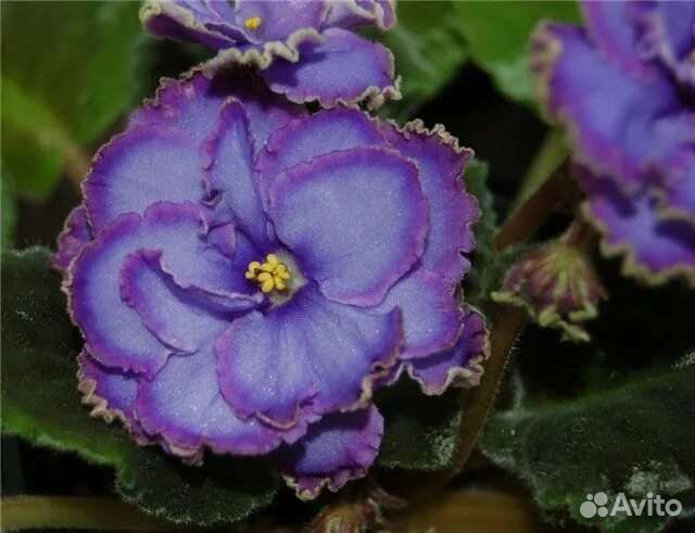 Листики сортовой фиалки Голубой дракон