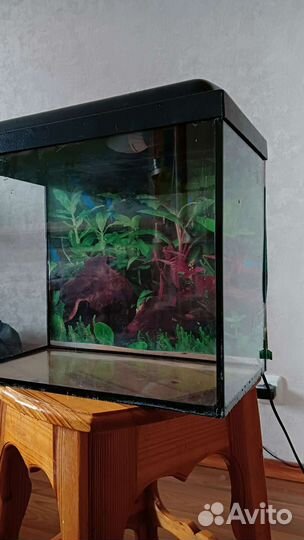 Аквариум