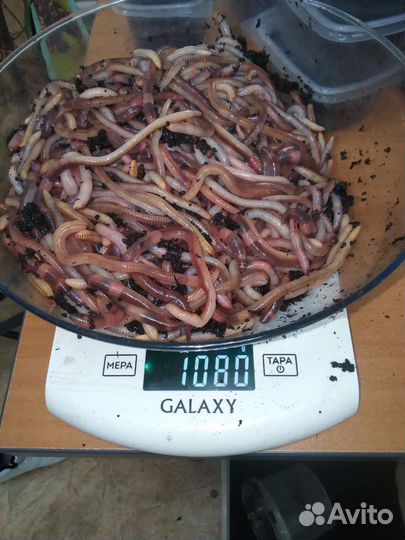 Червь Дендробена для рыбалки