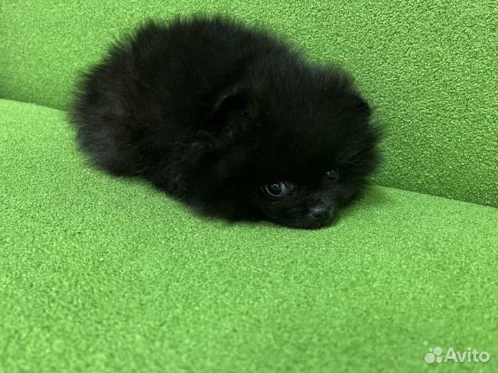 Черный померанский шпиц уголек