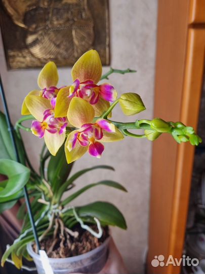 Орхидея фаленопсис бабочка пелорик