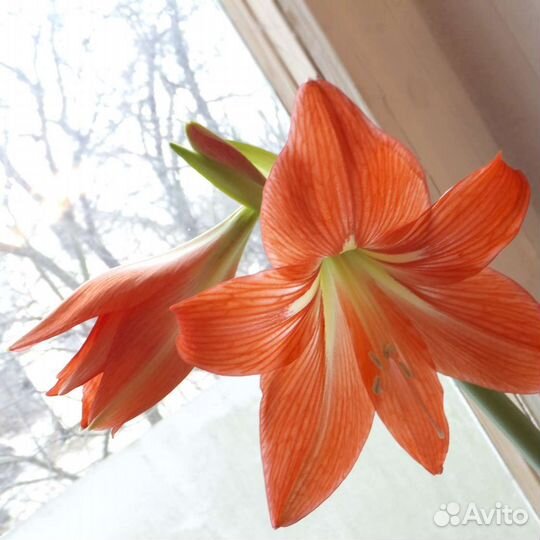 Ирис гипераструм