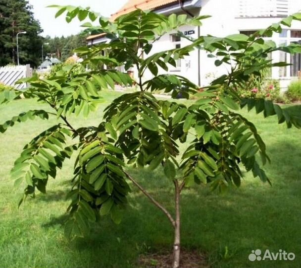 Орех маньчжурский Высота от 200см