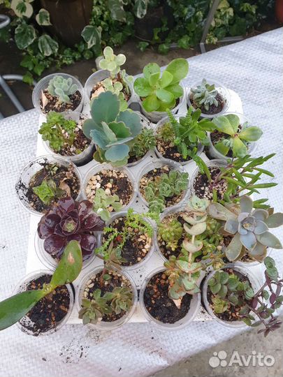Суккуленты набор флорариум минисадик цветы