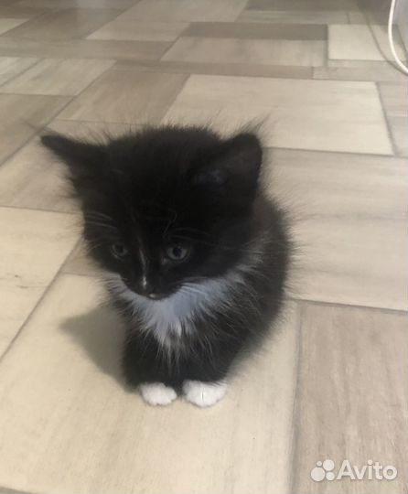 Котята отдам бесплатно