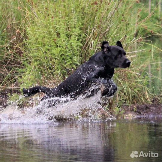 Кобель лабрадора вязка