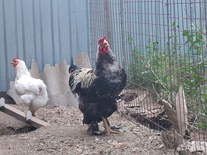 Петух брама