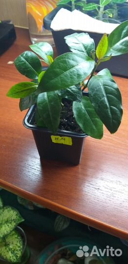 Комнатные цветы