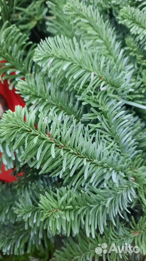 Композиция из нобилиса для дома