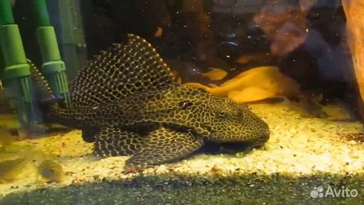 Сом Птеригоплихт