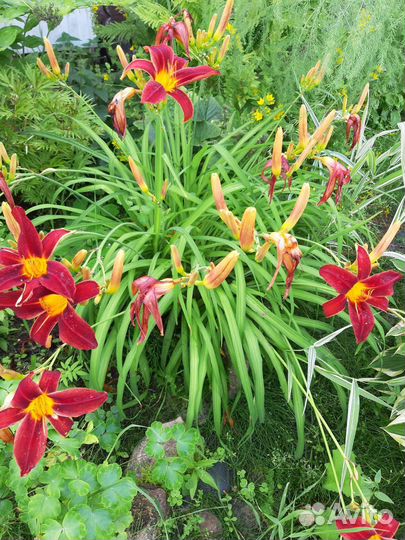 Многолетние цветы