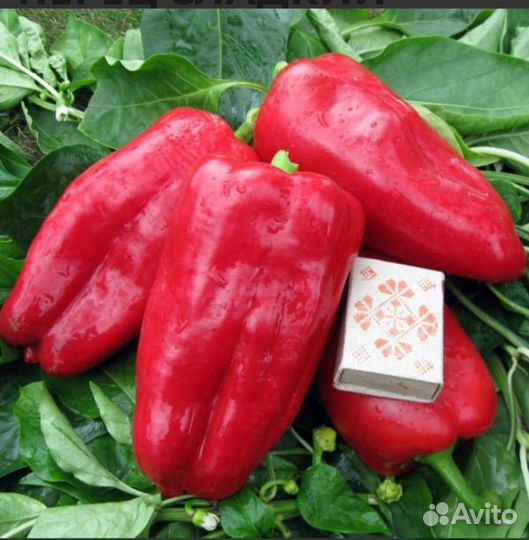 Рассада перца