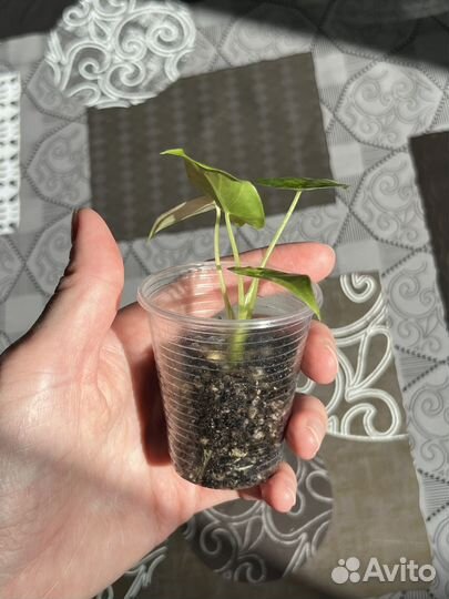 Alocasia gageana variegated
