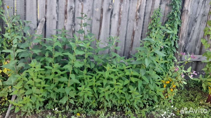 Топинамбур