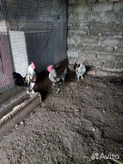 Продам курочку и петушка, бентамка