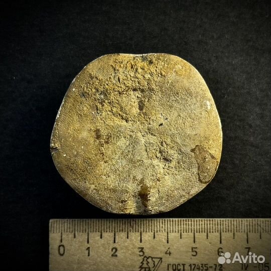 Окаменелый морской еж окаменелость ископаемое