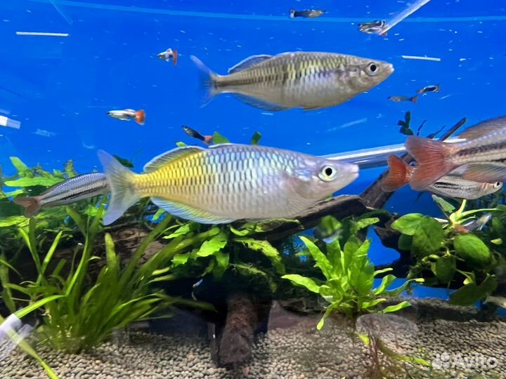 Аквариумные рыбки