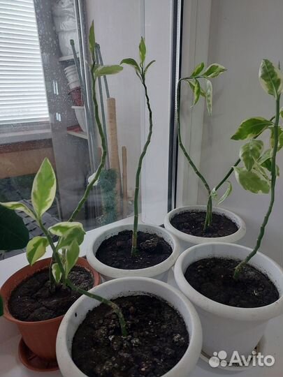 Пидилантус