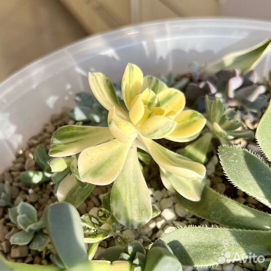 Эониум кастелло-паивае / растение / суккулент