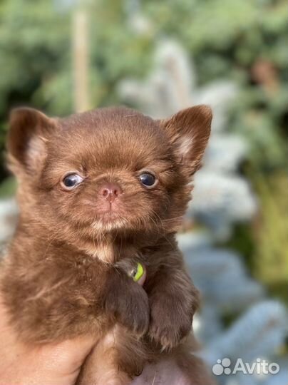 Мальчик шоколадный