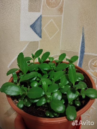 Коланхоэ лечебное