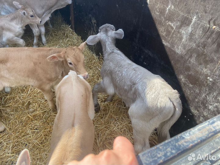 Телята швицкой породы